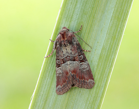 73.171 BF2342 Rosy Minor Litoligia literosa