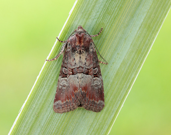73.171 BF2342 Rosy Minor Litoligia literosa