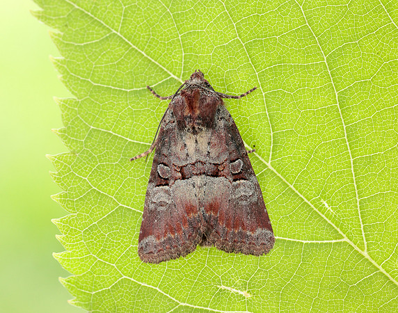 73.171 BF2342 Rosy Minor Litoligia literosa