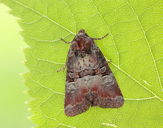 73.171 BF2342 Rosy Minor Litoligia literosa