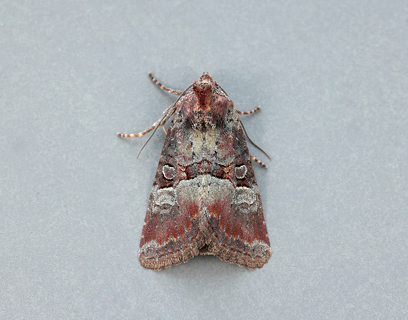 73.171 BF2342 Rosy Minor Litoligia literosa