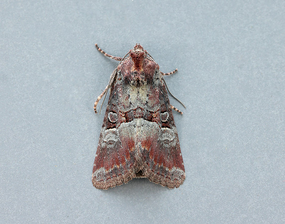 73.171 BF2342 Rosy Minor Litoligia literosa