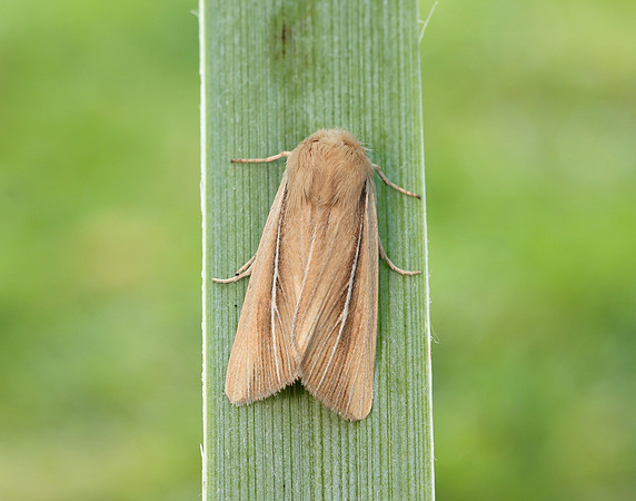 73.299 BF2201 Shore Wainscot Mythimna litoralis