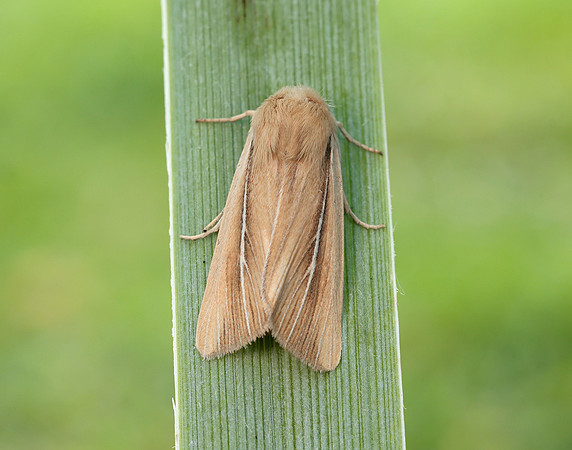 73.299 BF2201 Shore Wainscot Mythimna litoralis