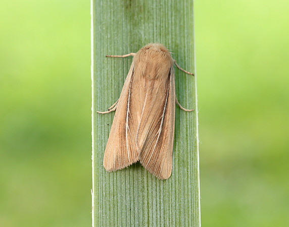 73.299 BF2201 Shore Wainscot Mythimna litoralis