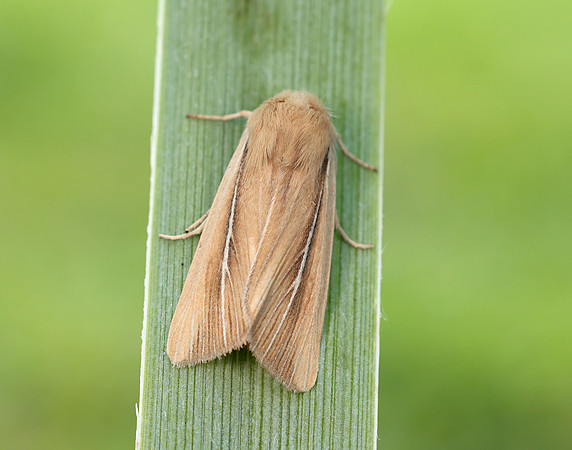 73.299 BF2201 Shore Wainscot Mythimna litoralis