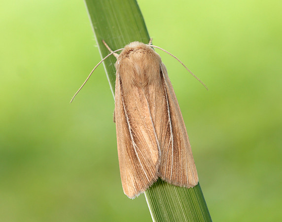 73.299 BF2201 Shore Wainscot Mythimna litoralis