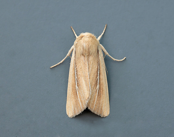73.299 BF2201 Shore Wainscot Mythimna litoralis