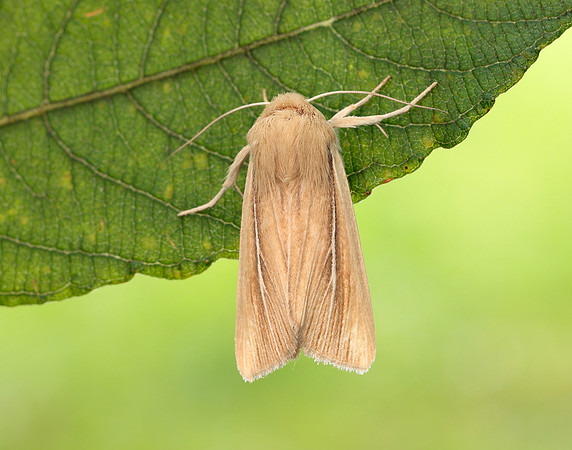 73.299 BF2201 Shore Wainscot Mythimna litoralis