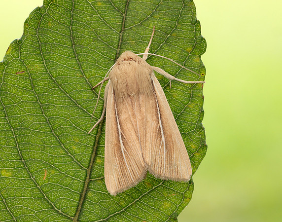 73.299 BF2201 Shore Wainscot Mythimna litoralis