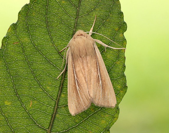 73.299 BF2201 Shore Wainscot Mythimna litoralis
