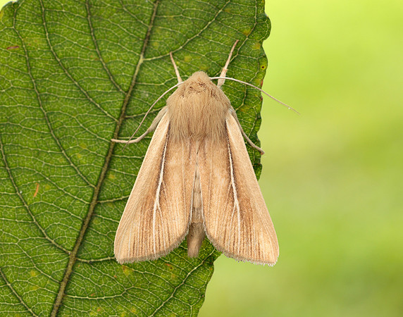 73.299 BF2201 Shore Wainscot Mythimna litoralis