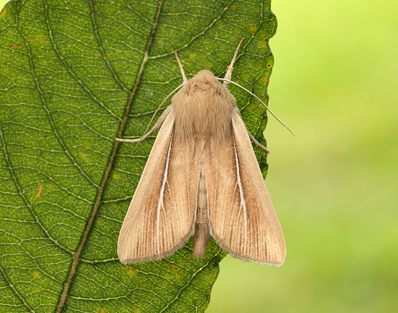 73.299 BF2201 Shore Wainscot Mythimna litoralis