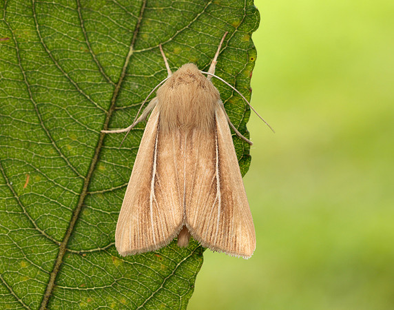73.299 BF2201 Shore Wainscot Mythimna litoralis