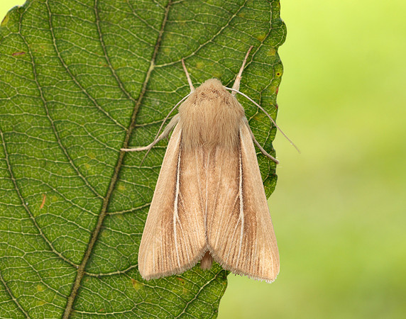 73.299 BF2201 Shore Wainscot Mythimna litoralis