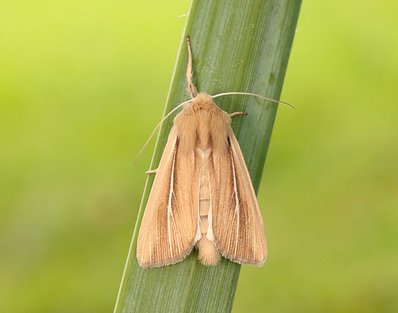 73.299 BF2201 Shore Wainscot Mythimna litoralis