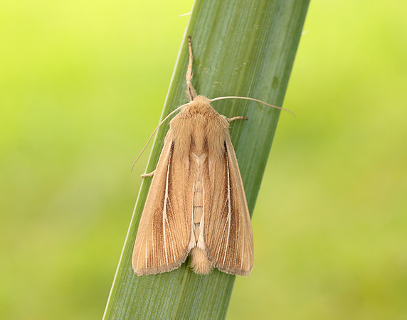 73.299 BF2201 Shore Wainscot Mythimna litoralis