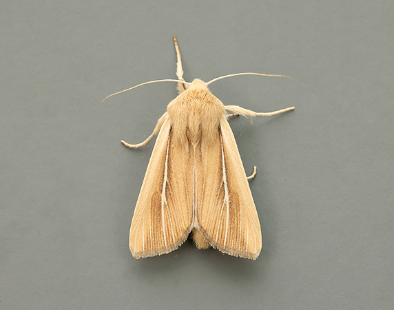 73.299 BF2201 Shore Wainscot Mythimna litoralis