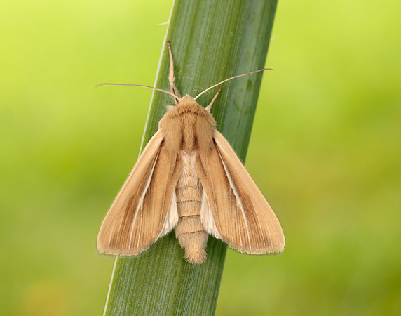 73.299 BF2201 Shore Wainscot Mythimna litoralis