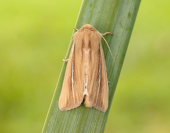 73.299 BF2201 Shore Wainscot Mythimna litoralis