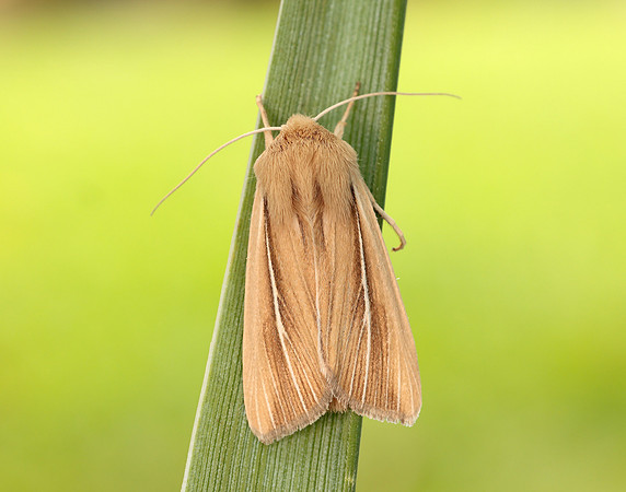 73.299 BF2201 Shore Wainscot Mythimna litoralis