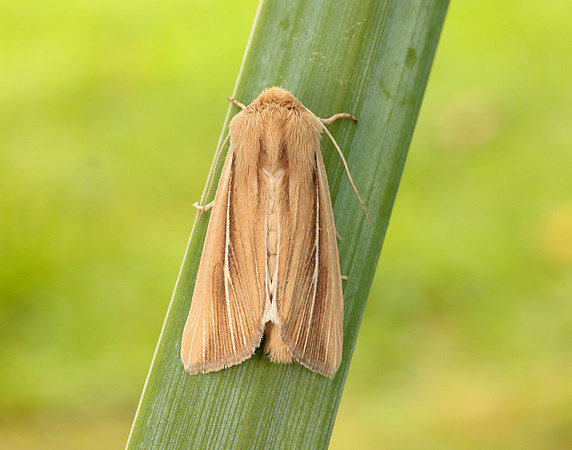 73.299 BF2201 Shore Wainscot Mythimna litoralis