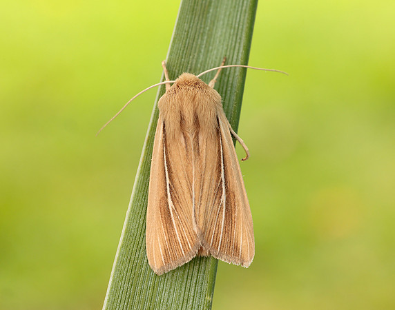 73.299 BF2201 Shore Wainscot Mythimna litoralis