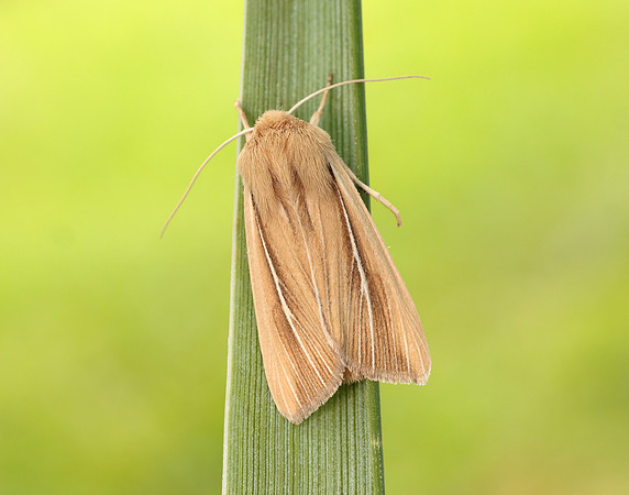 73.299 BF2201 Shore Wainscot Mythimna litoralis