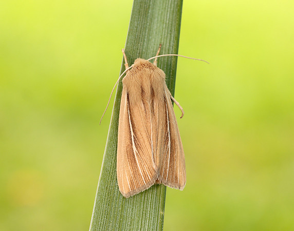 73.299 BF2201 Shore Wainscot Mythimna litoralis