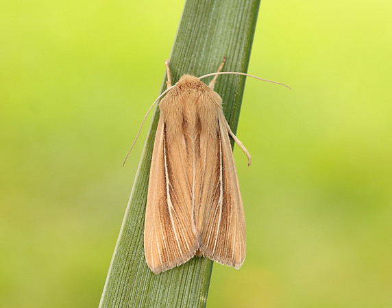 73.299 BF2201 Shore Wainscot Mythimna litoralis