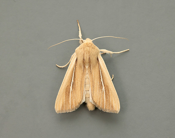 73.299 BF2201 Shore Wainscot Mythimna litoralis