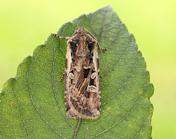 73.313 BF2081 White-line Dart Euxoa tritici