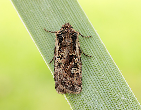 73.313 BF2081 White-line Dart Euxoa tritici