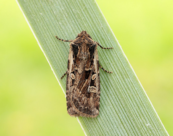 73.313 BF2081 White-line Dart Euxoa tritici