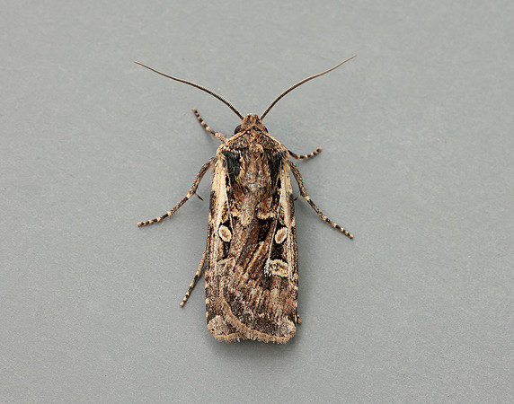 73.313 BF2081 White-line Dart Euxoa tritici