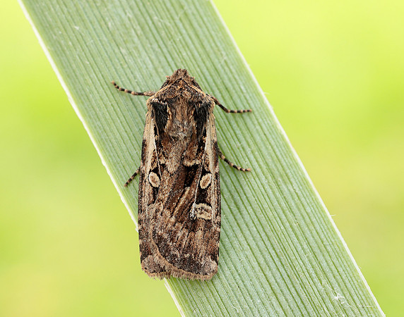 73.313 BF2081 White-line Dart Euxoa tritici