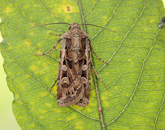 73.313 BF2081 White-line Dart Euxoa tritici