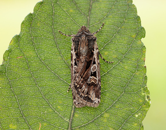 73.313 BF2081 White-line Dart Euxoa tritici