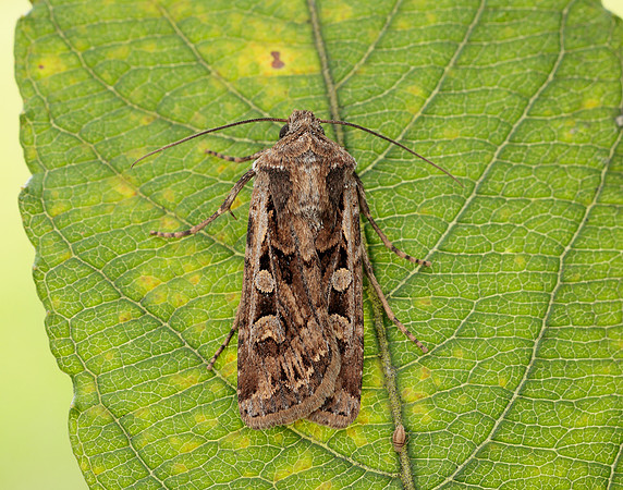 73.313 BF2081 White-line Dart Euxoa tritici