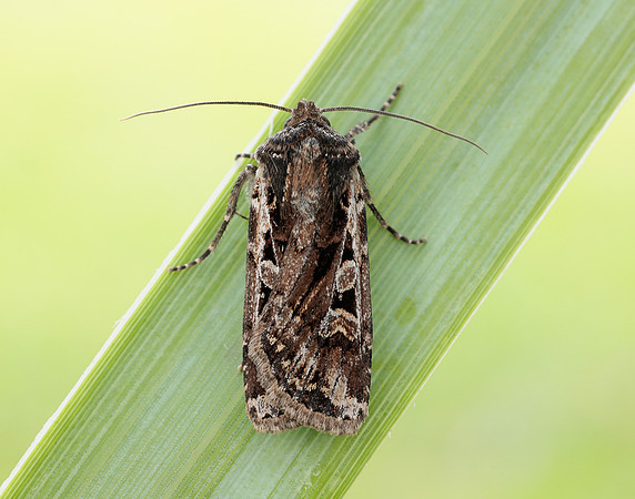 73.313 BF2081 White-line Dart Euxoa tritici