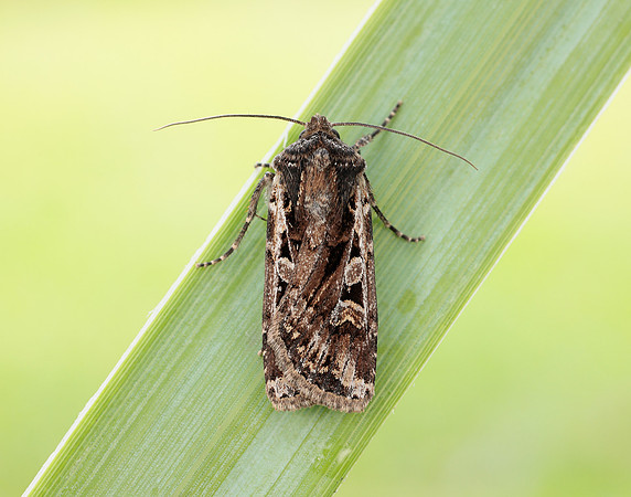 73.313 BF2081 White-line Dart Euxoa tritici