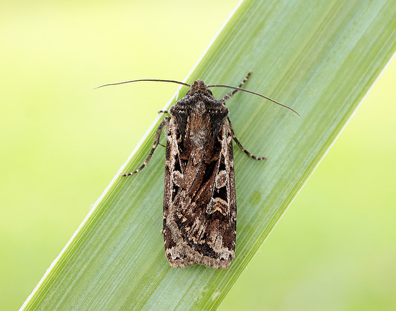 73.313 BF2081 White-line Dart Euxoa tritici
