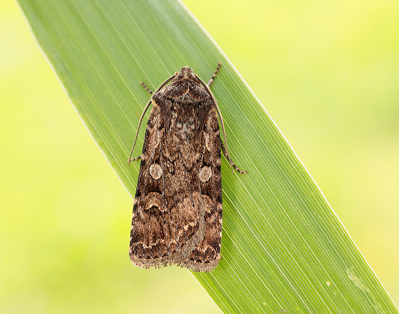 73.313 BF2081 White-line Dart Euxoa tritici