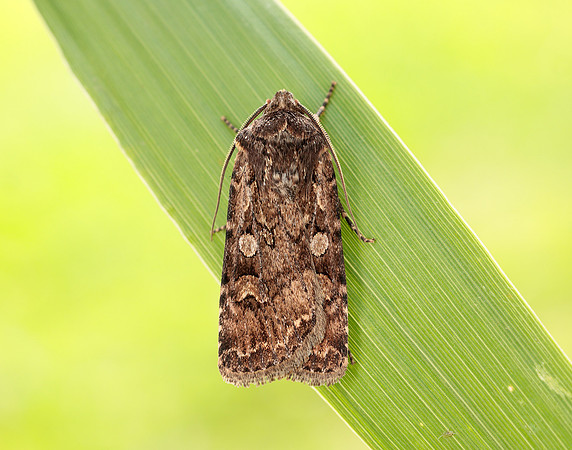 73.313 BF2081 White-line Dart Euxoa tritici