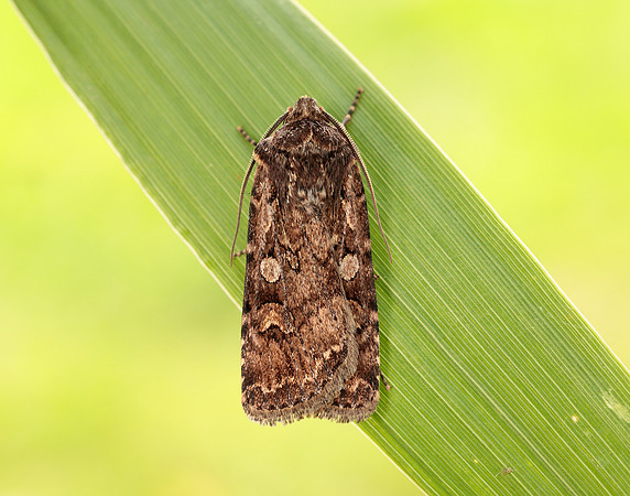 73.313 BF2081 White-line Dart Euxoa tritici