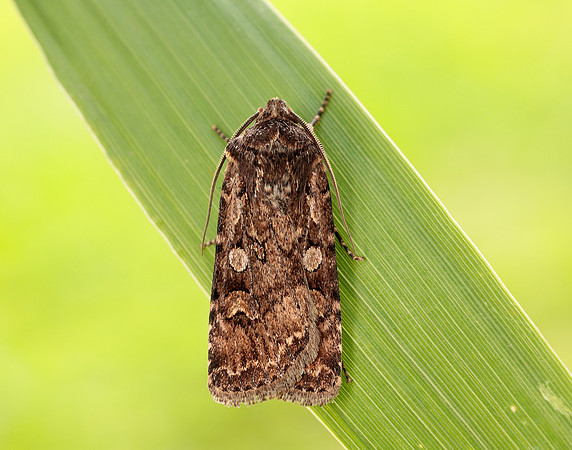 73.313 BF2081 White-line Dart Euxoa tritici