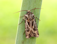 73.322 BF2085 Archer's Dart Agrotis vestigialis