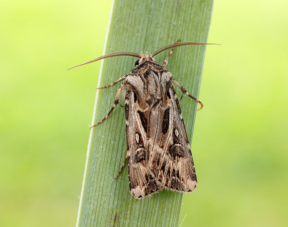 73.322 BF2085 Archer's Dart Agrotis vestigialis