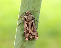 73.322 BF2085 Archer's Dart Agrotis vestigialis