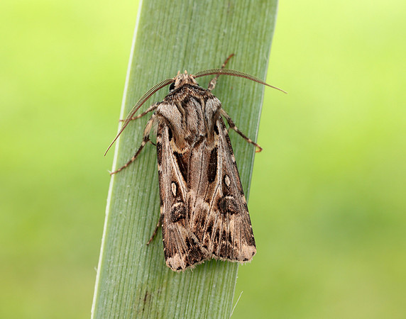 73.322 BF2085 Archer's Dart Agrotis vestigialis
